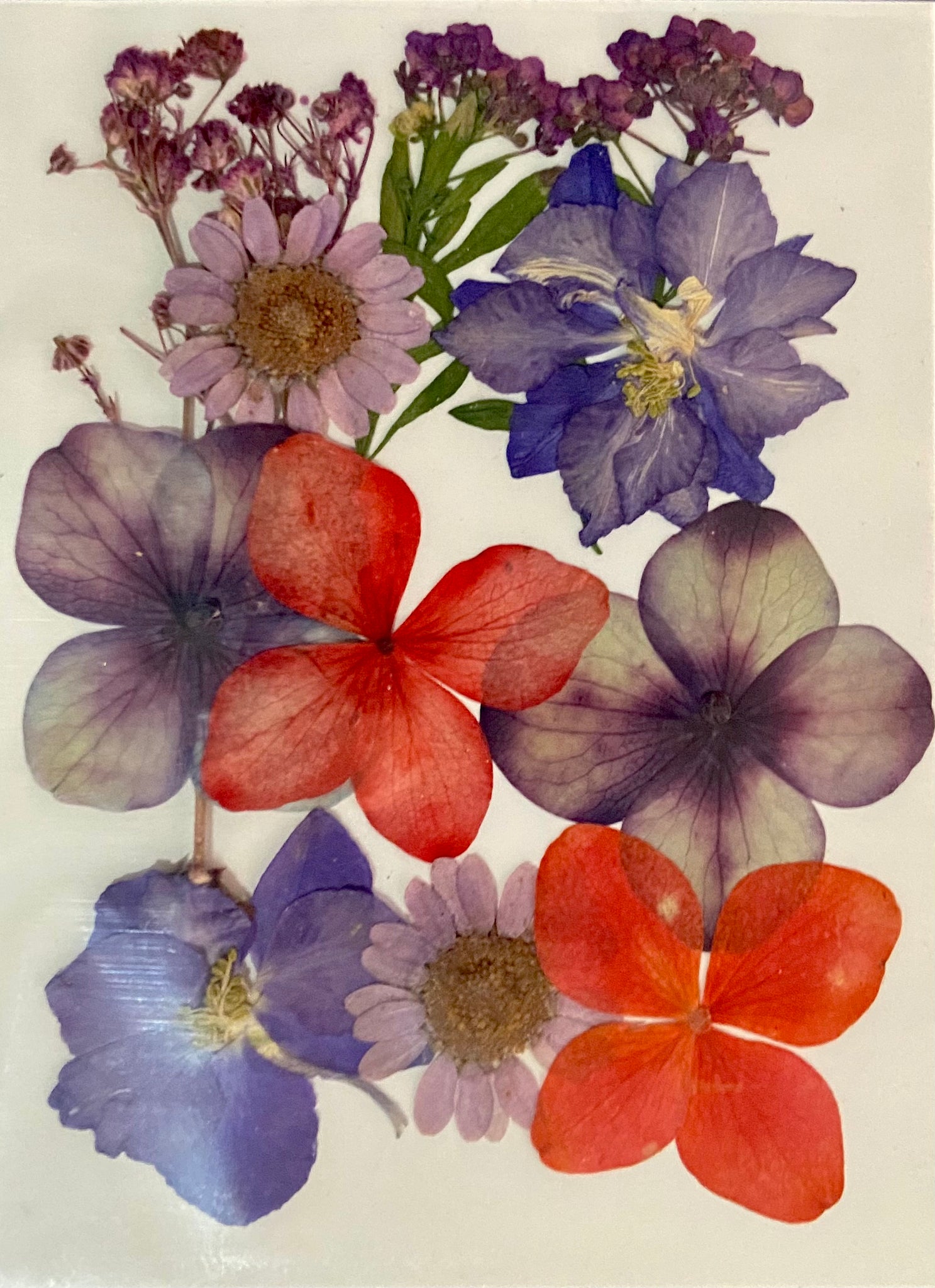 Dried flower- Blue, Red and Purple