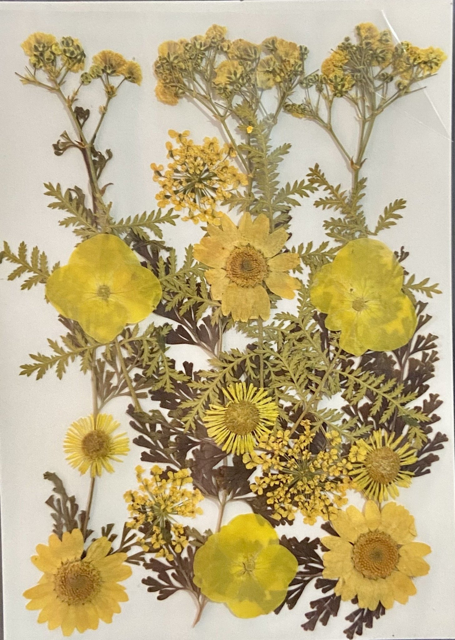 Dried flower - Yellow Bush